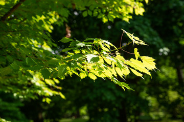 Twigs acer cissifolium with green leaves