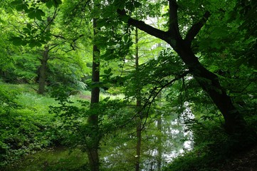 Magical forest in the morning sunlight rays. Summer landscape, river in the forest.