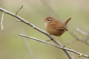 robin on a branch