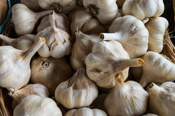 Garlic