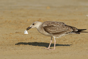 seagull on the beach