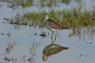 great blue heron in water