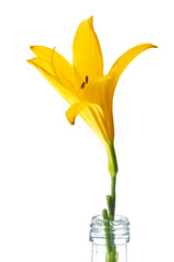 Beautiful yellow Lily (Lilium, Liliaceae) isolated on white background, including clipping path. Germany