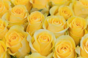 Fresh yellow roses background. A huge bouquet of flowers. The best gift for women