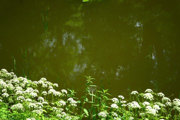 Magical forest in the morning sunlight rays. Summer landscape, river in the forest.