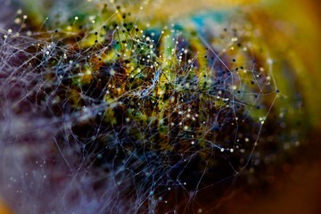 fungi web