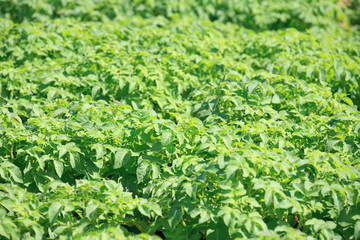 Close up of mature potato plants in a field (selective focus)