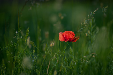 Detail of isolated red poppy (common poppy) flower. Papaver rhoeas .