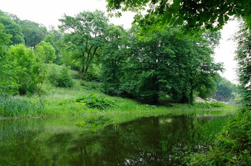 Fototapeta premium Magical forest in the morning sunlight rays. Summer landscape, river in the forest.