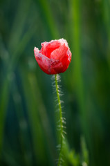 Detail of isolated red poppy (common poppy) flower. Papaver rhoeas .