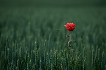 Detail of isolated red poppy (common poppy) flower. Papaver rhoeas .