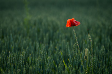 Detail of isolated red poppy (common poppy) flower. Papaver rhoeas .