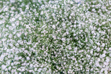 White spring wildflowers. background. Natural floral background
