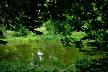 Magical forest in the morning sunlight rays. Summer landscape, river in the forest.