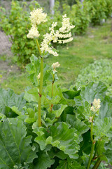 The blossoming rhubarb hybrid ((Rheum hybridum Murray)