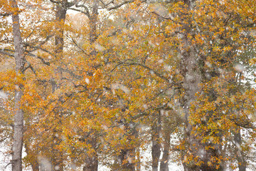 Bosque de Robles en otoño, Pueblo de La Gándara, Valle de Soba, Alto Asón, Cantabria, España