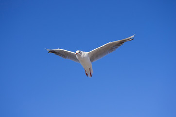 Fliegende Möwe vor blauem Himmel
