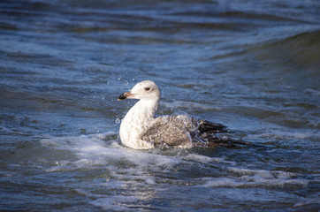 Schwimmende Silbermöwe (Larus argentatus)