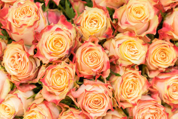 Obraz na płótnie Canvas Background of pink orange and peach roses. Natural background of fresh roses. Soft focus