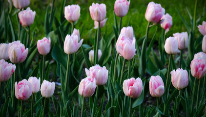 Fototapeta premium Pink tulips in the garden