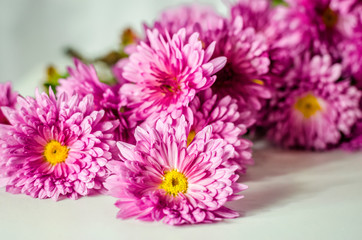 pink chrysanthemum on a white background