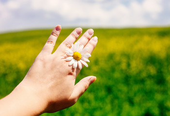 Close up of female hand with daisy against vivid summer field and blue sky.