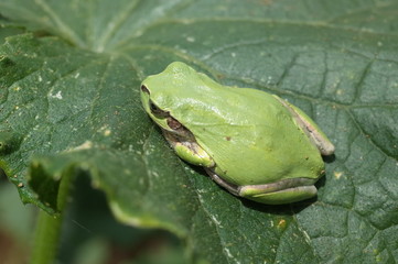 ニホンアマガエル