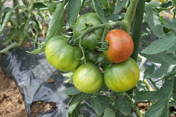 畑のトマト