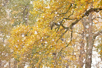Bosque de Robles en otoño, Pueblo de La Gándara, Valle de Soba, Alto Asón, Cantabria, España. Oak Forest in autumn. Spain