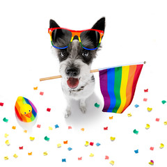 gay pride dog