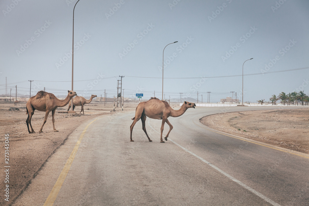 Wall mural Camels on the road in Oman