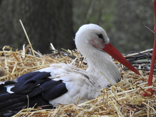 Storch