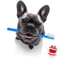 Printed kitchen splashbacks Crazy dog dental toothbrush dog