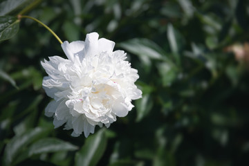 Obraz premium kwitnące piwonie w ogrodzie