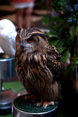 Owl from Thailand
