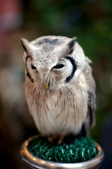 White Owl 