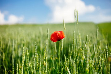 Field with wild poppy and wheat in the sun light. Flower close up.