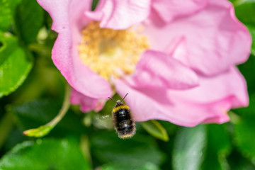 Bumblebee in flight towards the pollen centre of a dog rose flower (rosa canina)