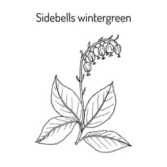 Sidebells wintergreen orthilia secunda , medicinal plant