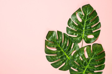Monstera leaves on pink background top view.