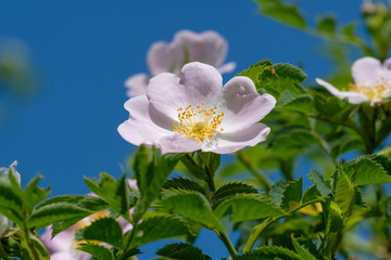 Blüte der Heckenrose