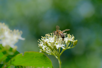 Fototapeta premium Biene auf Blüte an Strauch