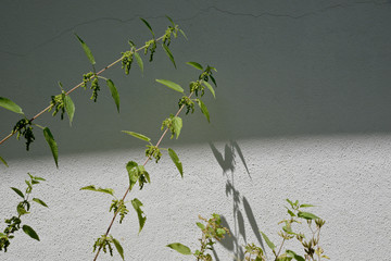 Obraz premium stinging nettle in front of wall