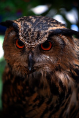 fierce Owl