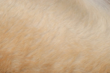 dog fur background texture image background.