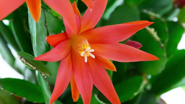 Timelapse of red Easter Cactus flower opening and closing on white background