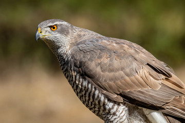 Fototapeta premium goshawk