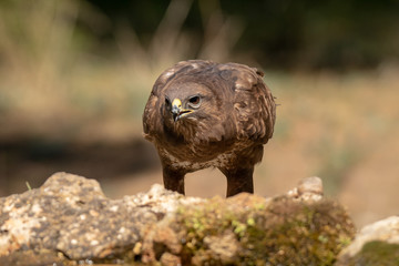 buzzard
