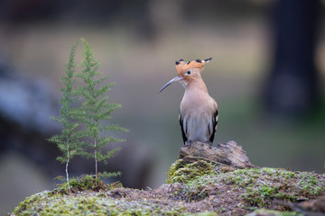 hoopoe © cargutro