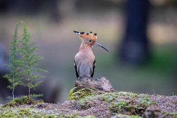 hoopoe © cargutro